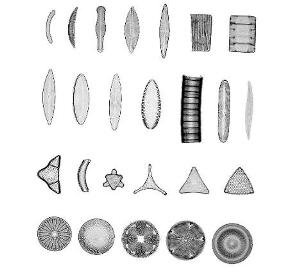 Scientific Classification Diatoms